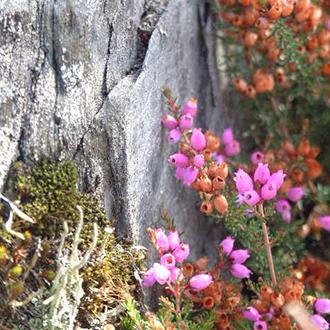 Moorland and heather, pinewoods and mills