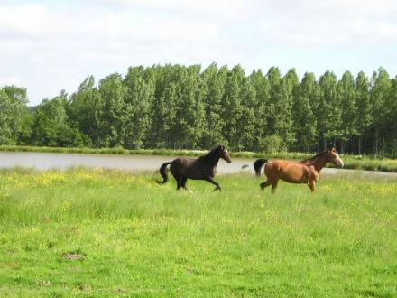 Chevaux - Ecurie Thomazo