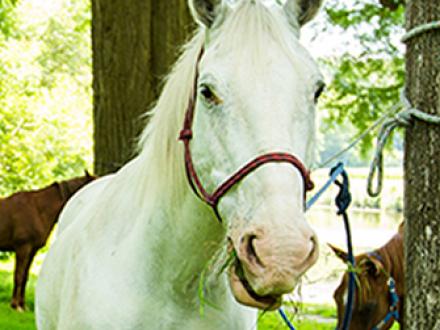 Horse riding